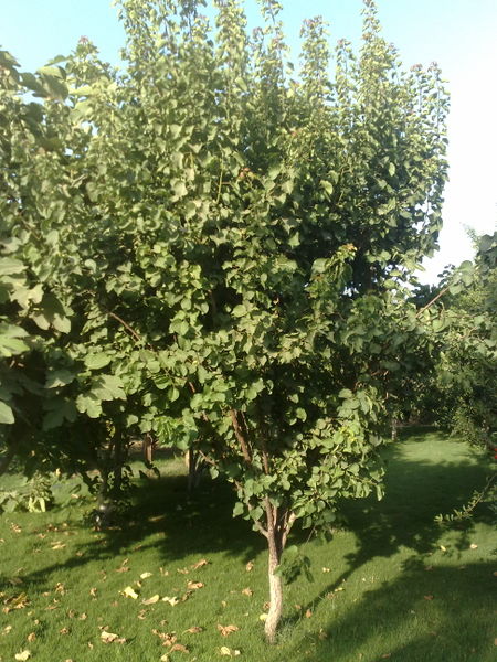 Fichier:Prunusarmeniaca01.jpg